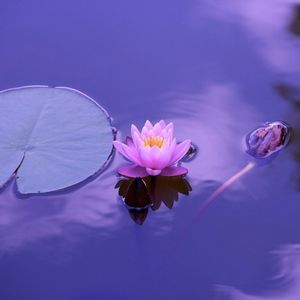 Meet your Posher, Bonnie